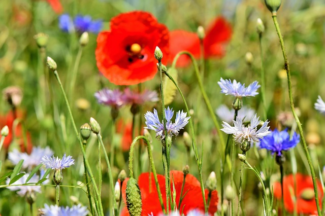 alpine cornflower