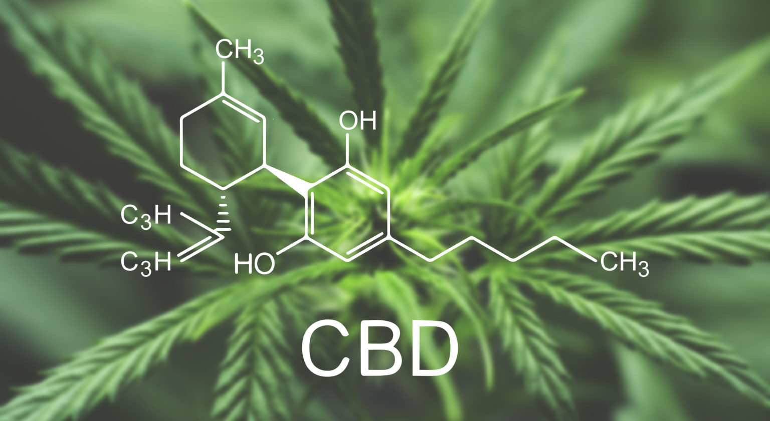 Medicinale cannabis in Nederland