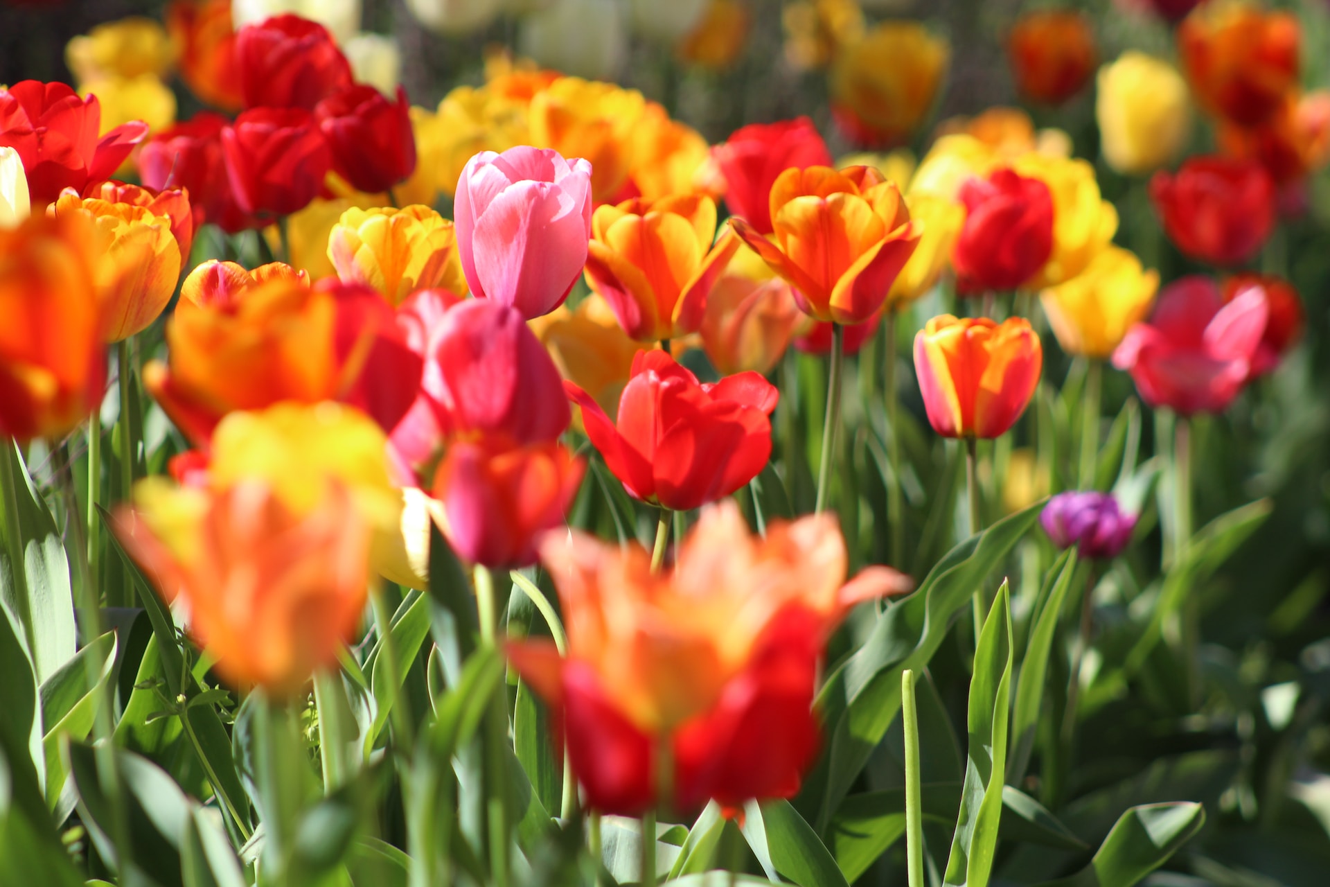 Omgaan met snijbloemen in de tuin