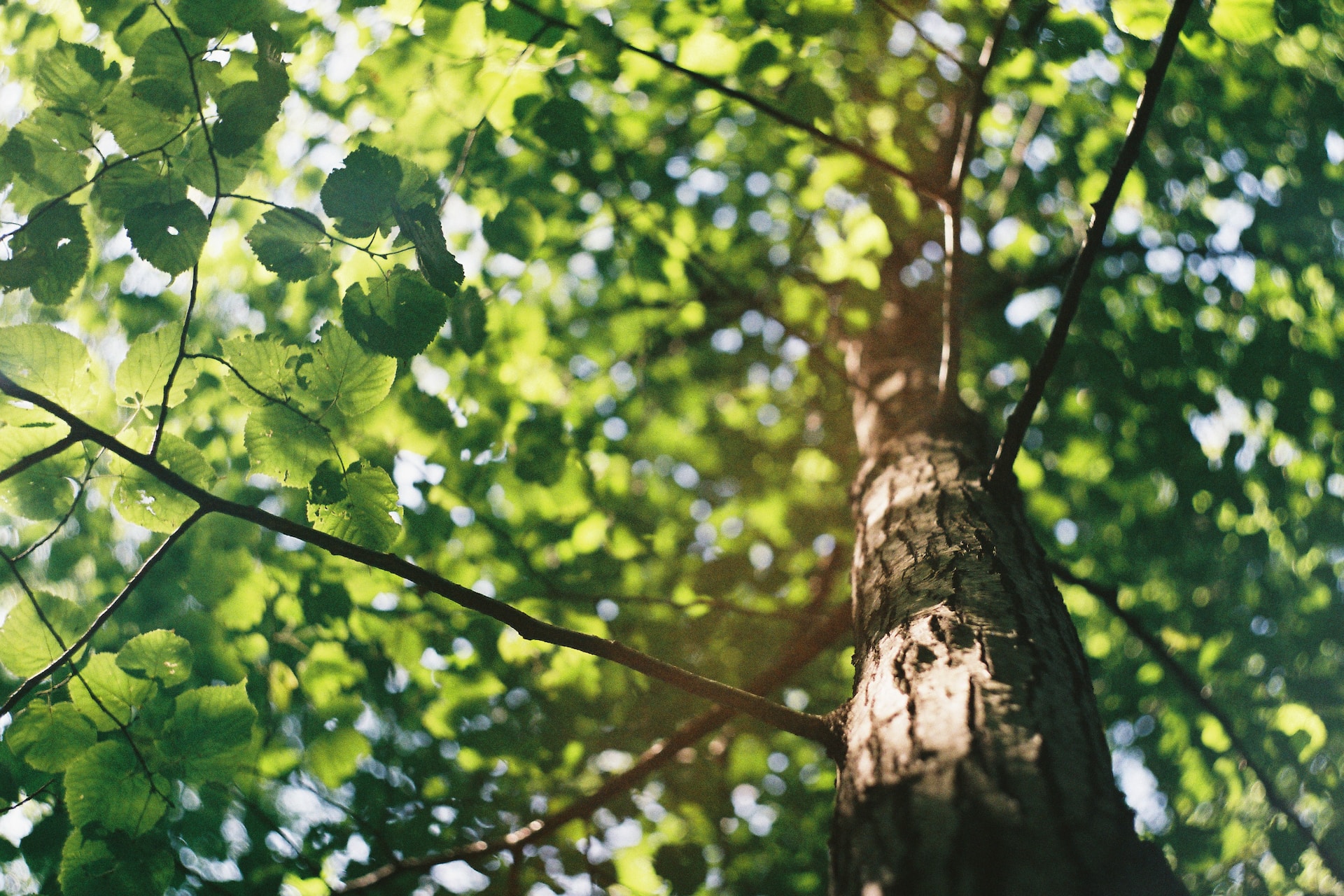 Tips ter bescherming van de boom